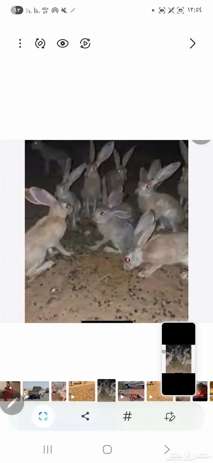 للبيع ارانب الصحرا 0
