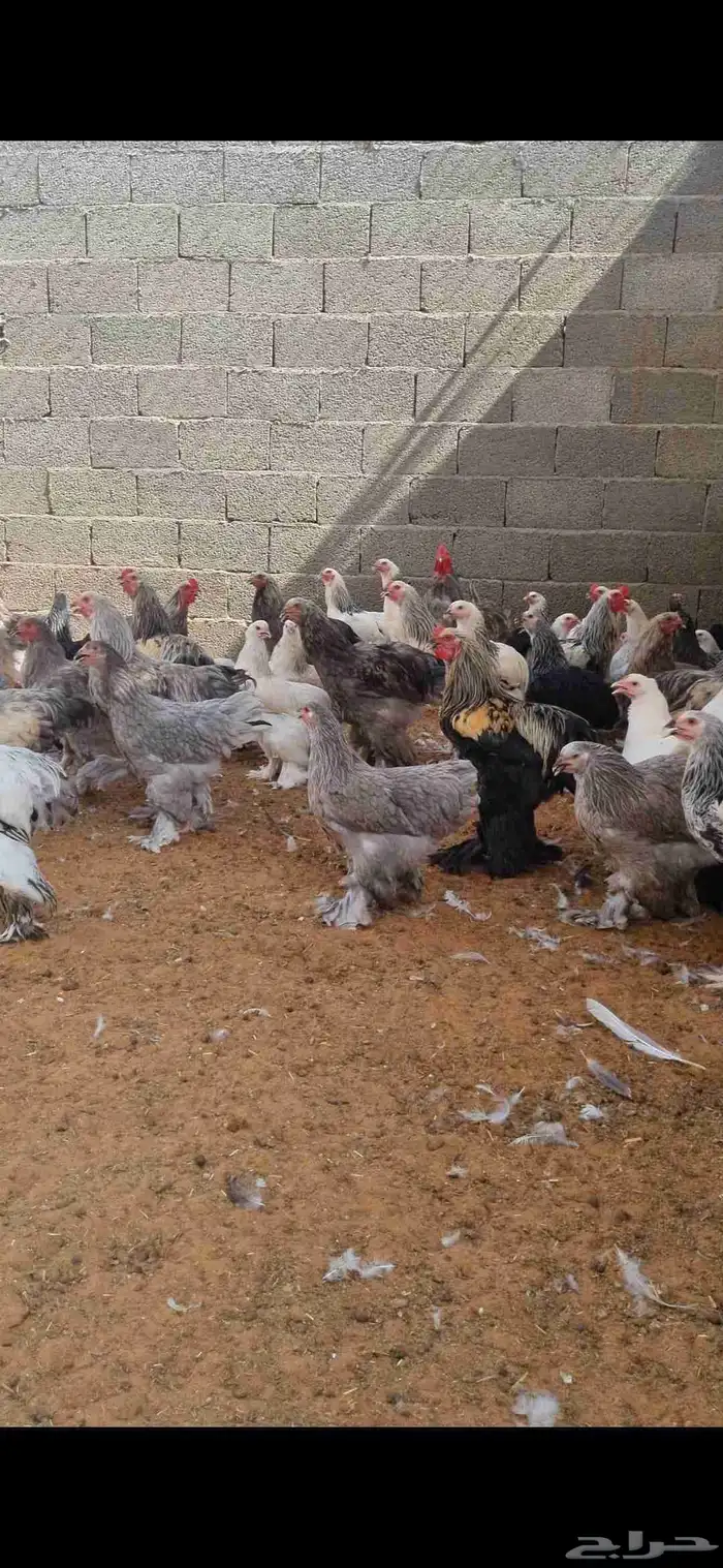 براهما 2
