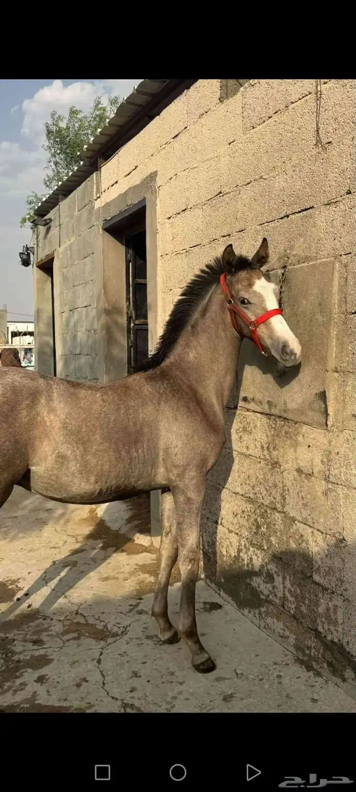مهر مستقبل 2
