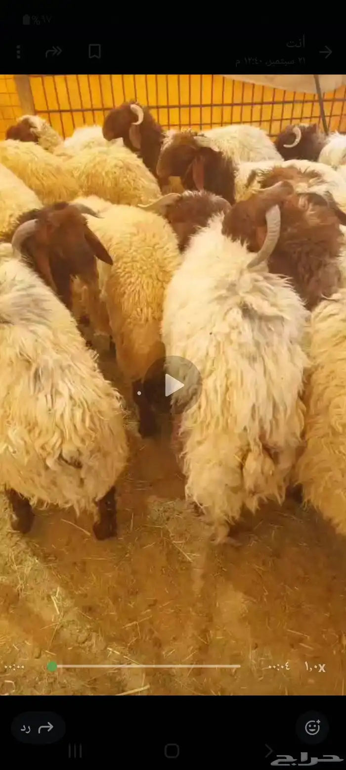 غنم نعيمي بلدي 1