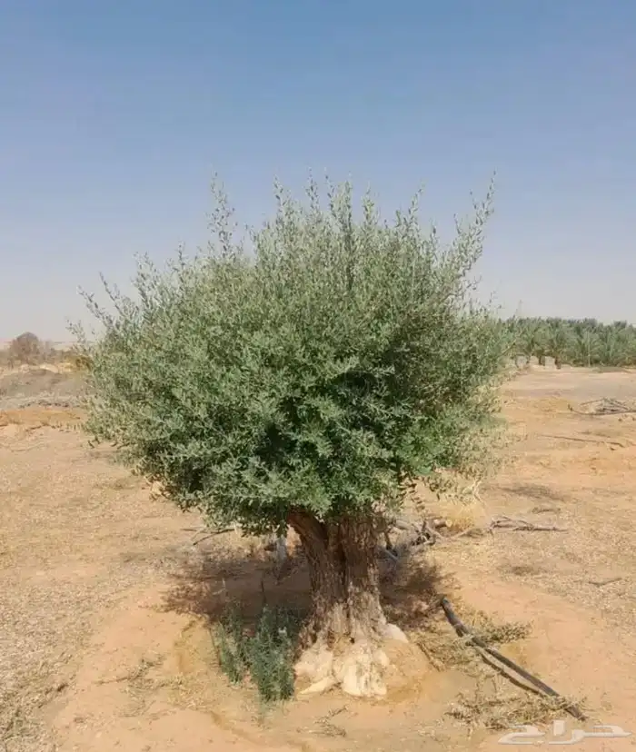 اشجار الزيتون جميع المقاسات 2