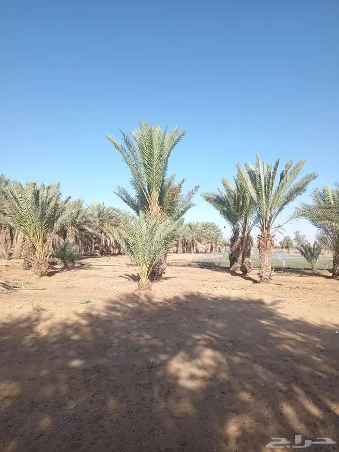 نخل للبيع 1