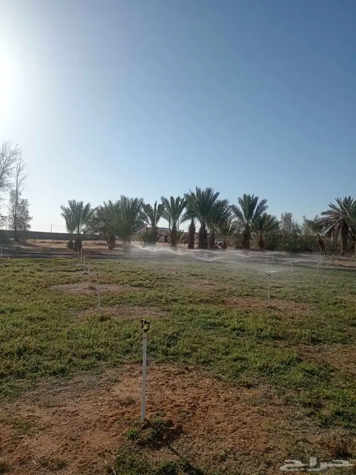 نخل للبيع 2