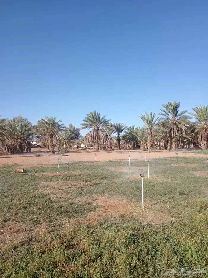 نخل للبيع 3