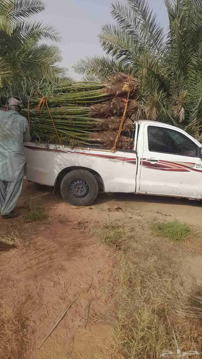 نخل للبيع في بقعاء الشنان حايل المدينه 3