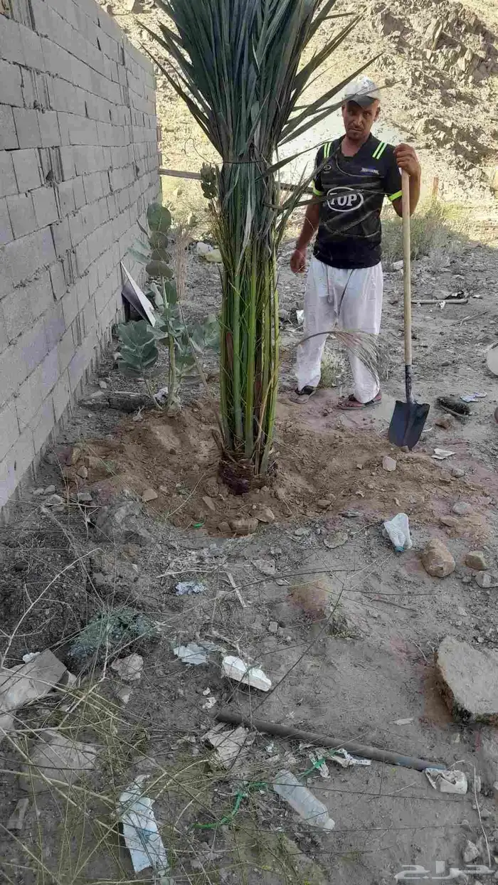 نخل للبيع في بقعاء الشنان حايل المدينه 5