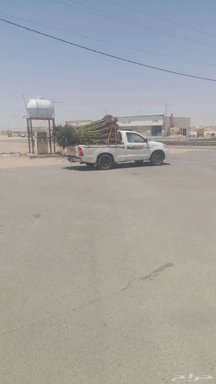 نخل للبيع في بقعاء الشنان حايل المدينه 2