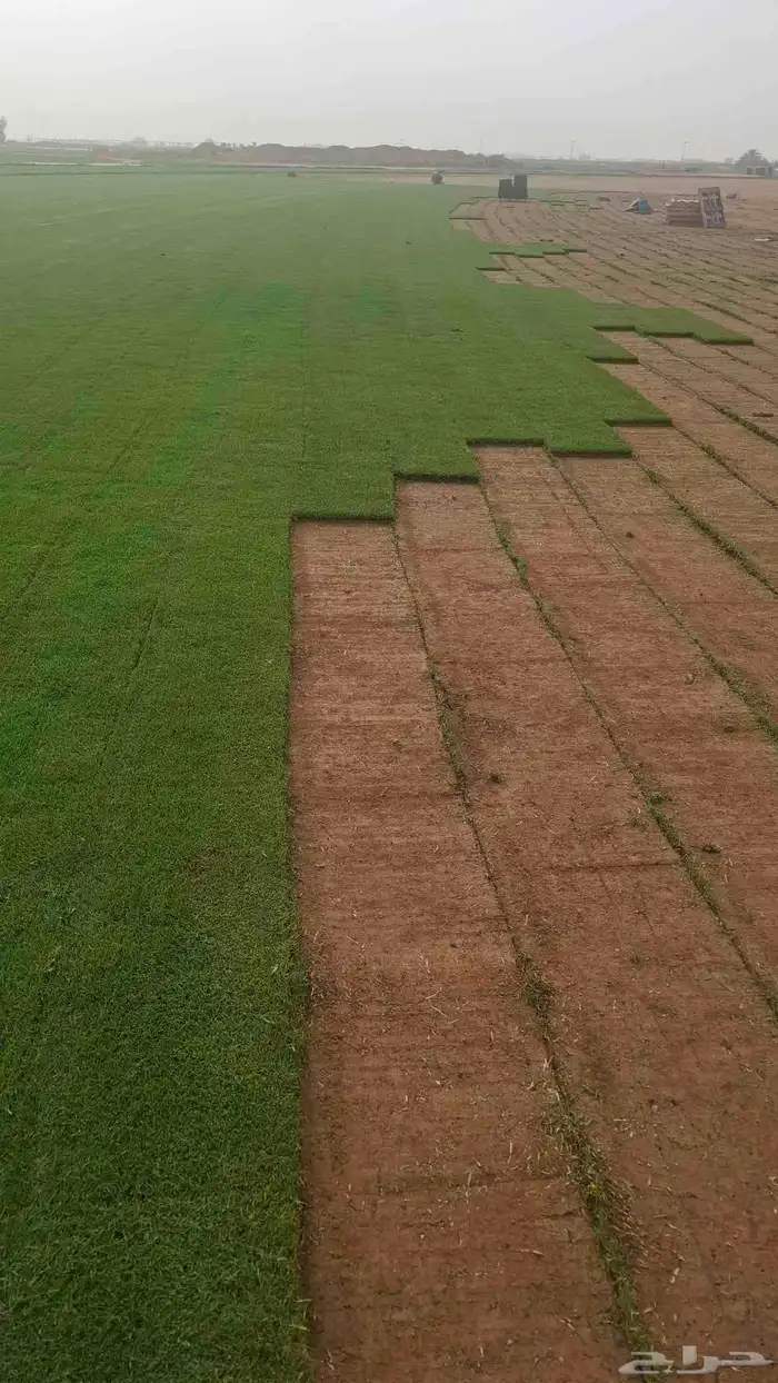 توريد وزرعه ثيل طبيعي وزراعه نخيل زيته وشنطن 0