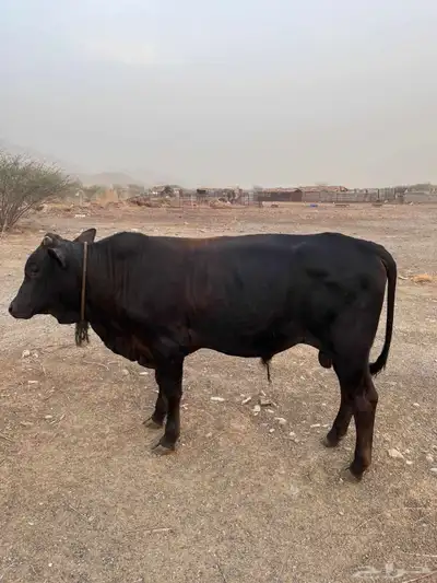 حسيل للبيع index