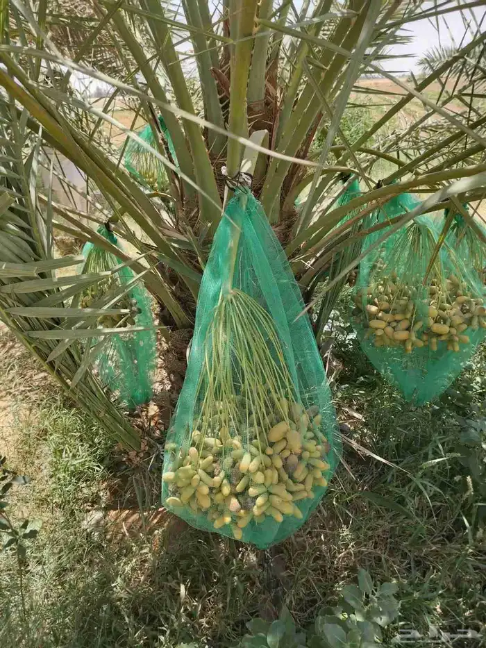 نخل جثايث فسايل للبيع جميع انواع 0