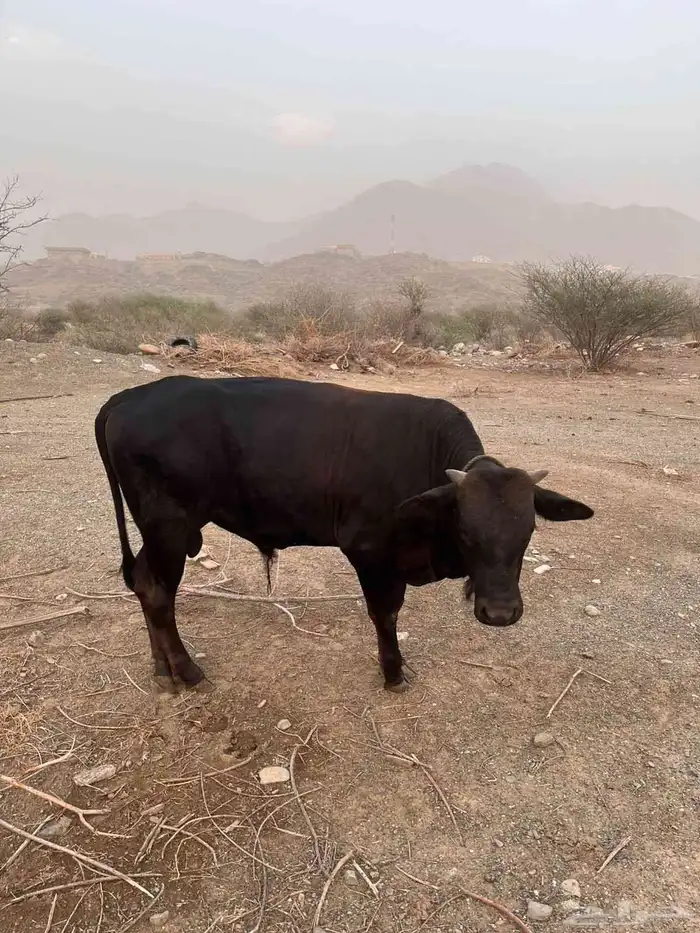 حسيل للبيع 1