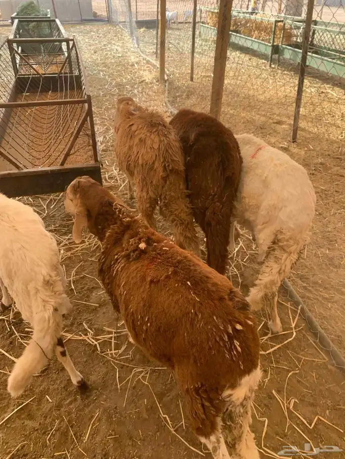 سواكن حمري مرابي ثلاث اشهر ونصف 0