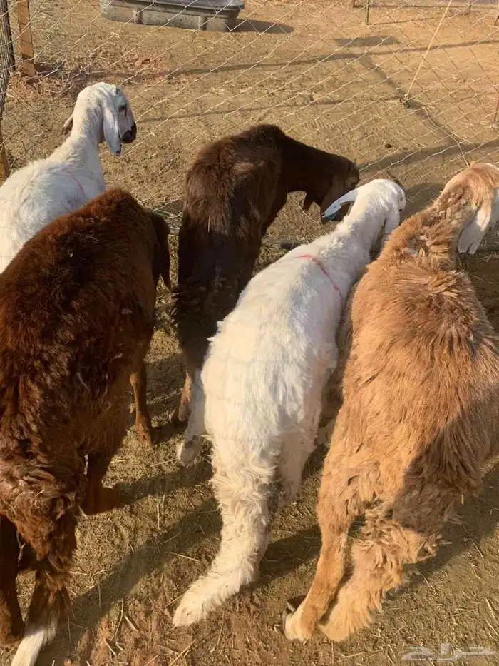 سواكن حمري مرابي ثلاث اشهر ونصف 1