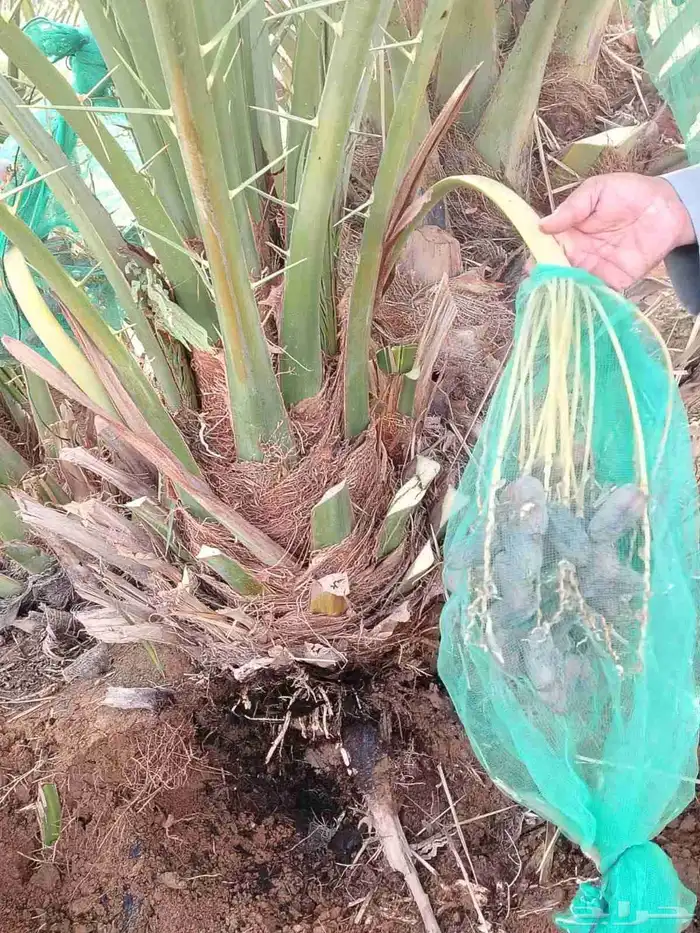 نخل جثايث فسايل للبيع جميع انواع 4