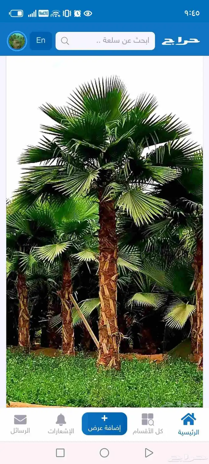 نخل زينه واشنطني أمريكي بجميع المقسات 4