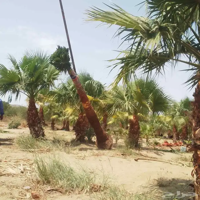 يوجد لدينا جميع انواع النخيل المثمره وجميع المقاسات المختلفة 12