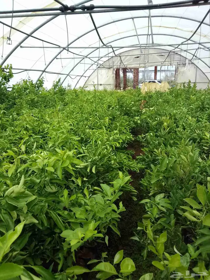 للبيع جميع انواع الحمضيات وزيتون والجوافة وغيرها مشتل موثوق 5