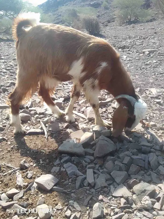 عنز حايل وتيس ذبيحه 5