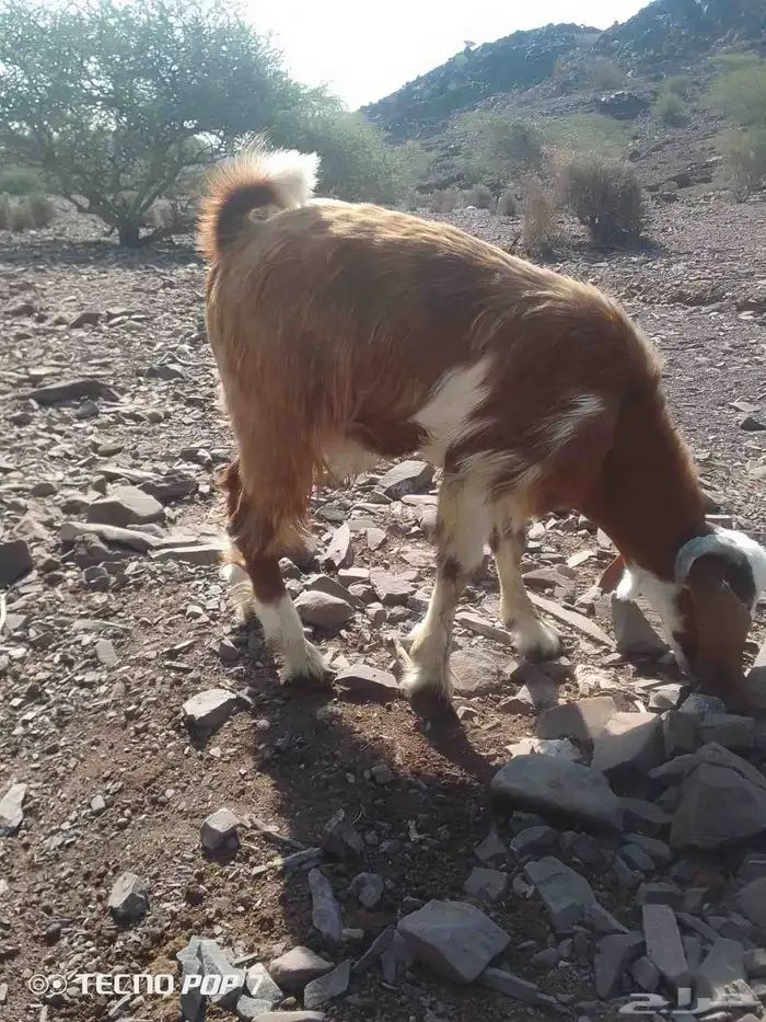 عنز حايل وتيس ذبيحه 8