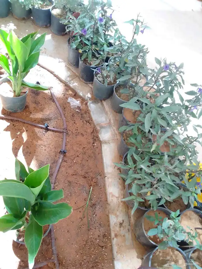 زراعه وحدائق 7