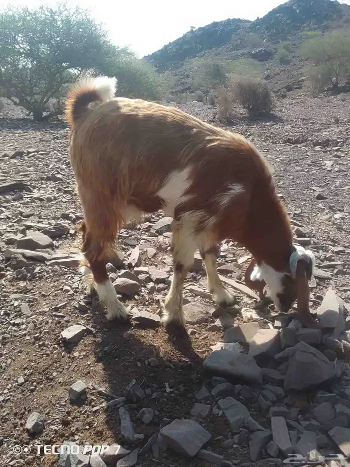 عنز حايل وتيس ذبيحه 7