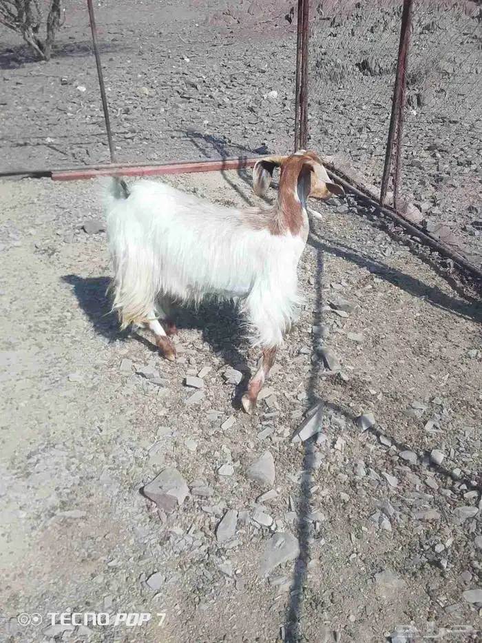 عنز حايل وتيس ذبيحه 3