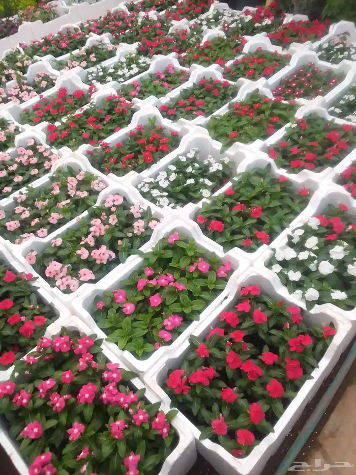 زراعه وحدائق 8