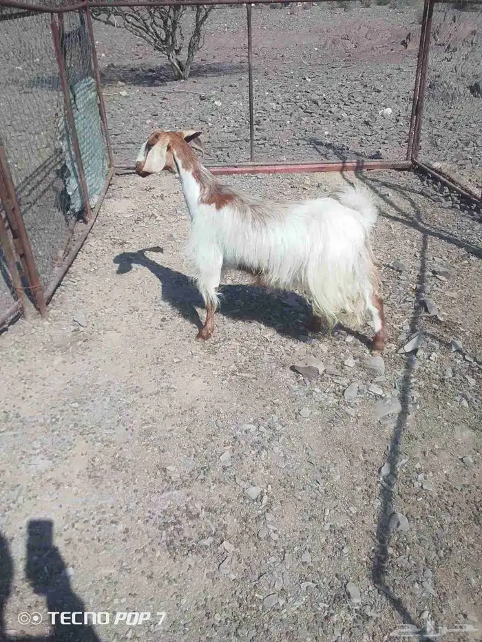 عنز حايل وتيس ذبيحه 4