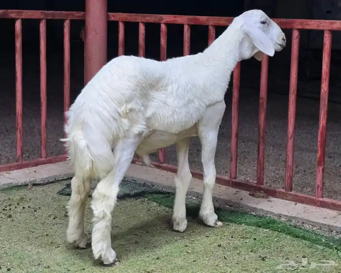 للبيع مشاريع فحول حريات صنف 9