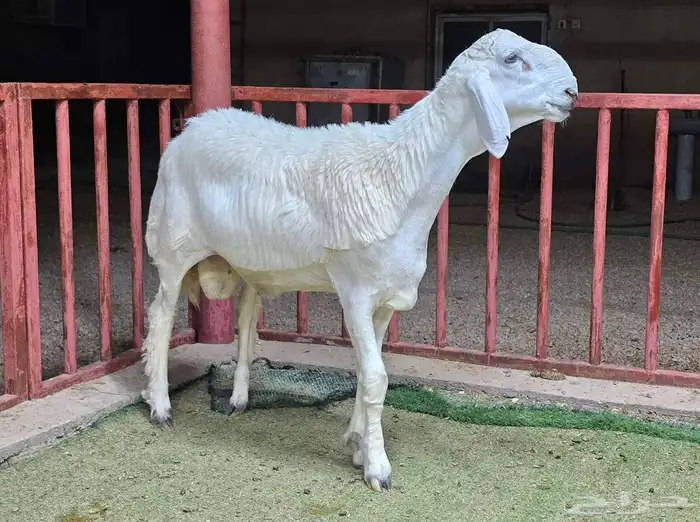 للبيع مشاريع فحول حريات صنف 1