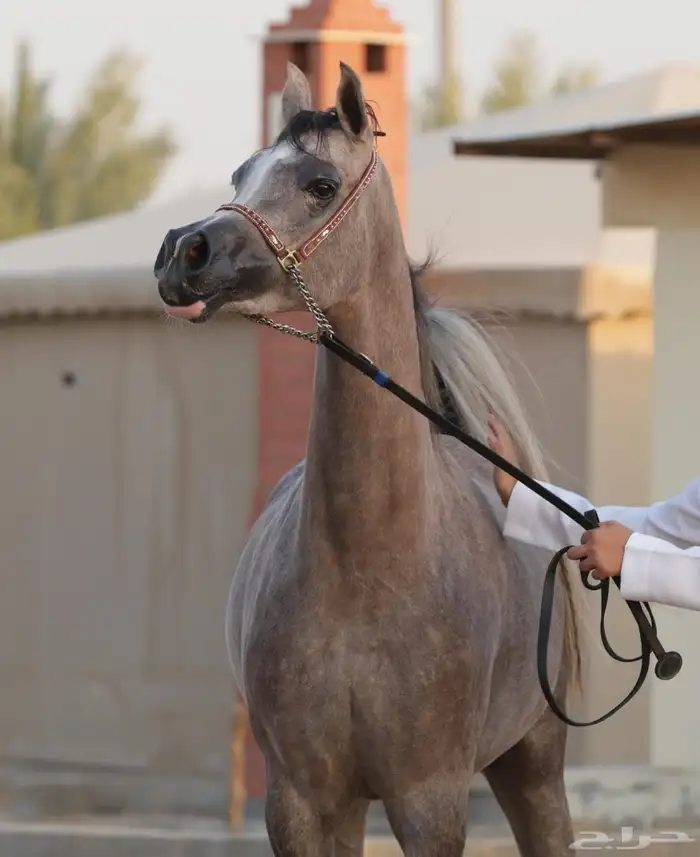 مزاد هجر للبيع فرس مكس جمال ولقاح 1