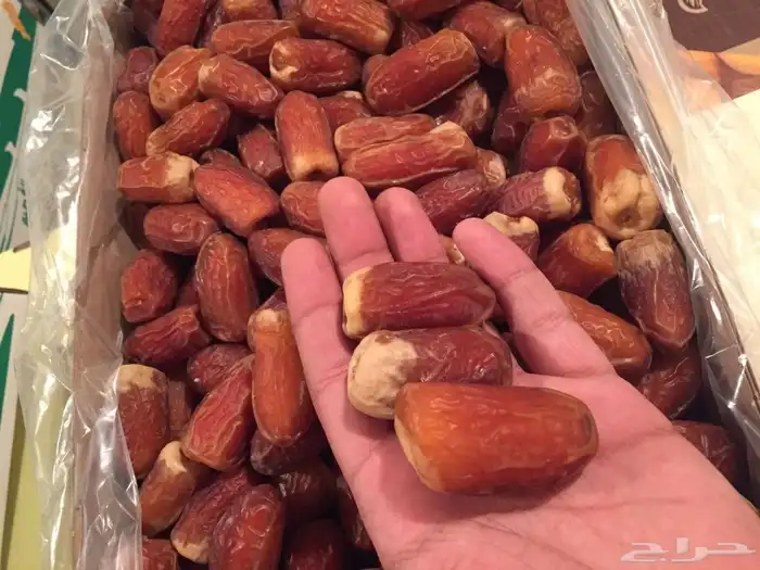 نخل مثمرة اخلاص برحي سكري صقعي مجدول 5
