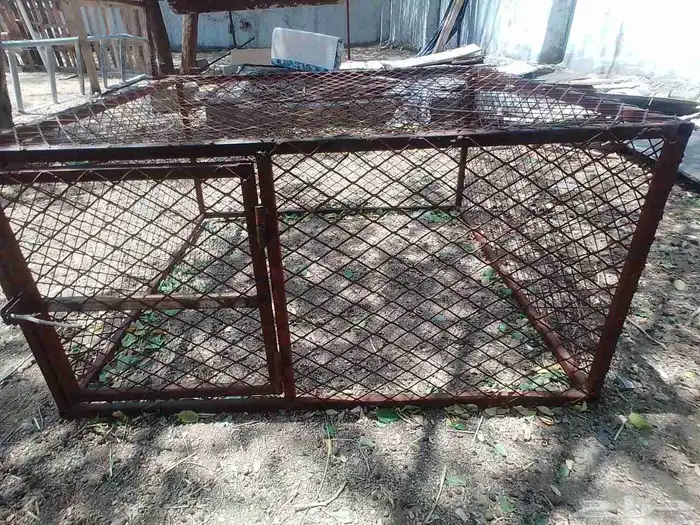 شبك شرط مفيه شي ويوجد أرنب ودجاج الي يبقا يتوصل وتساب 1