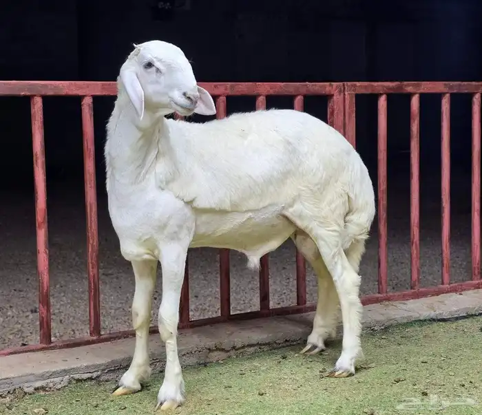 للبيع مشاريع فحول حريات صنف 6