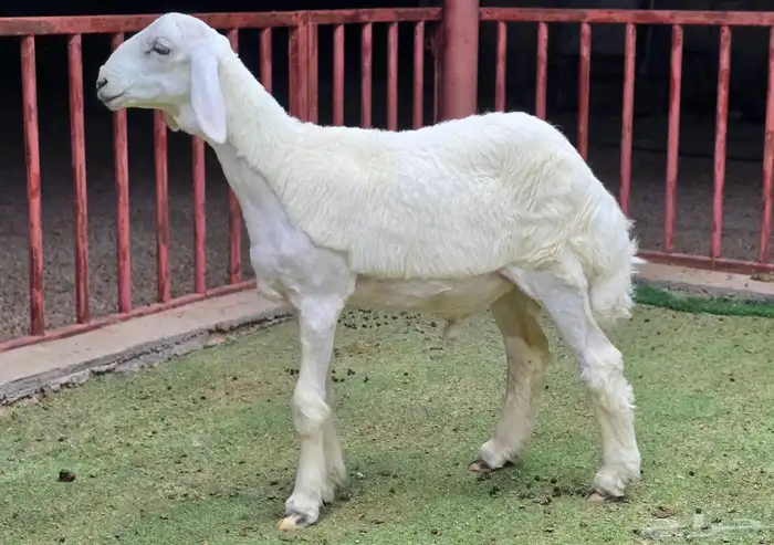 للبيع مشاريع فحول حريات صنف 8