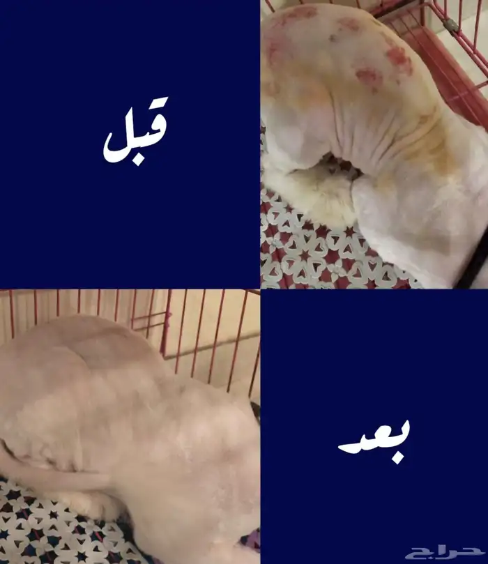 علاج فطريات القطط 4