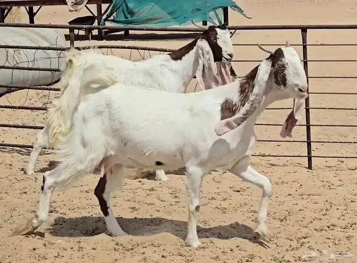 عنزين ثنوات دفيع 4