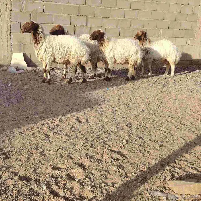 شياه نعيم العدد 4 سن 3ثنوات وحده سدس ديد سلم 1