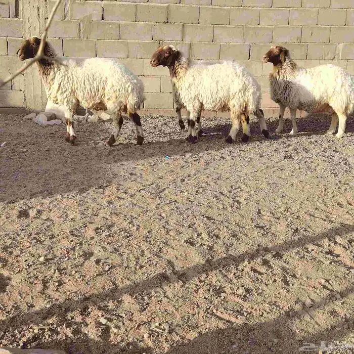 شياه نعيم العدد 4 سن 3ثنوات وحده سدس ديد سلم 3