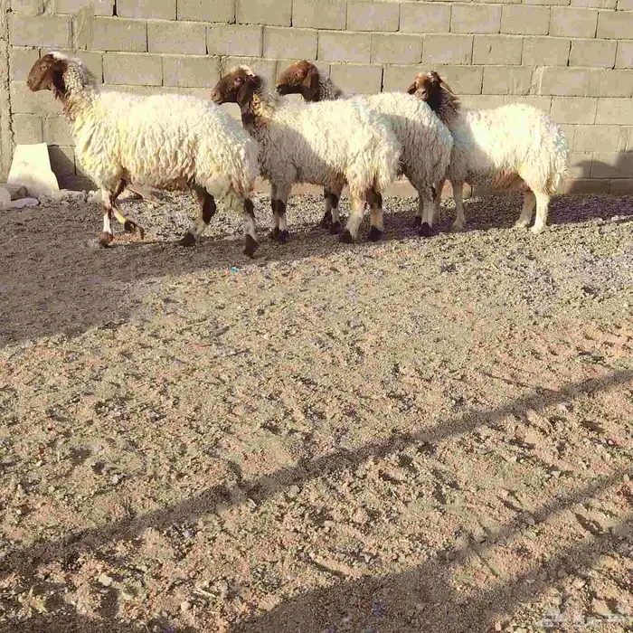 شياه نعيم العدد 4 سن 3ثنوات وحده سدس ديد سلم 2
