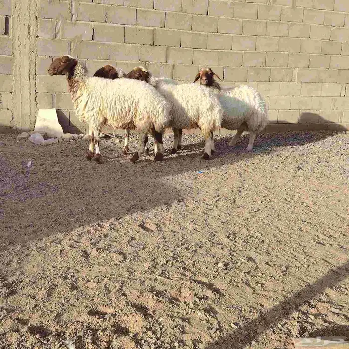 شياه نعيم العدد 4 سن 3ثنوات وحده سدس ديد سلم 0