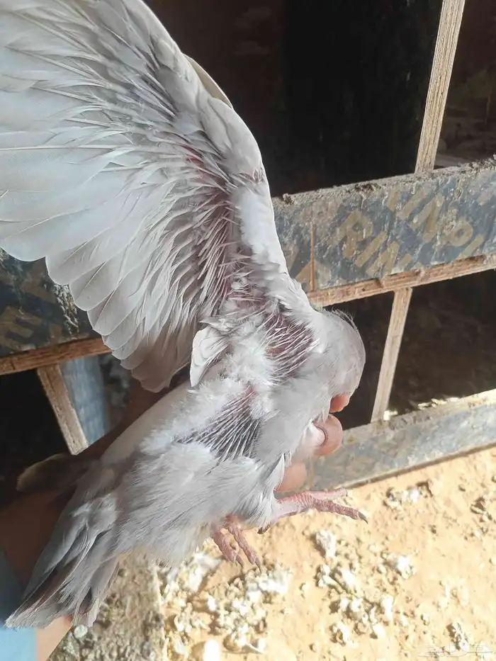 حمام 4