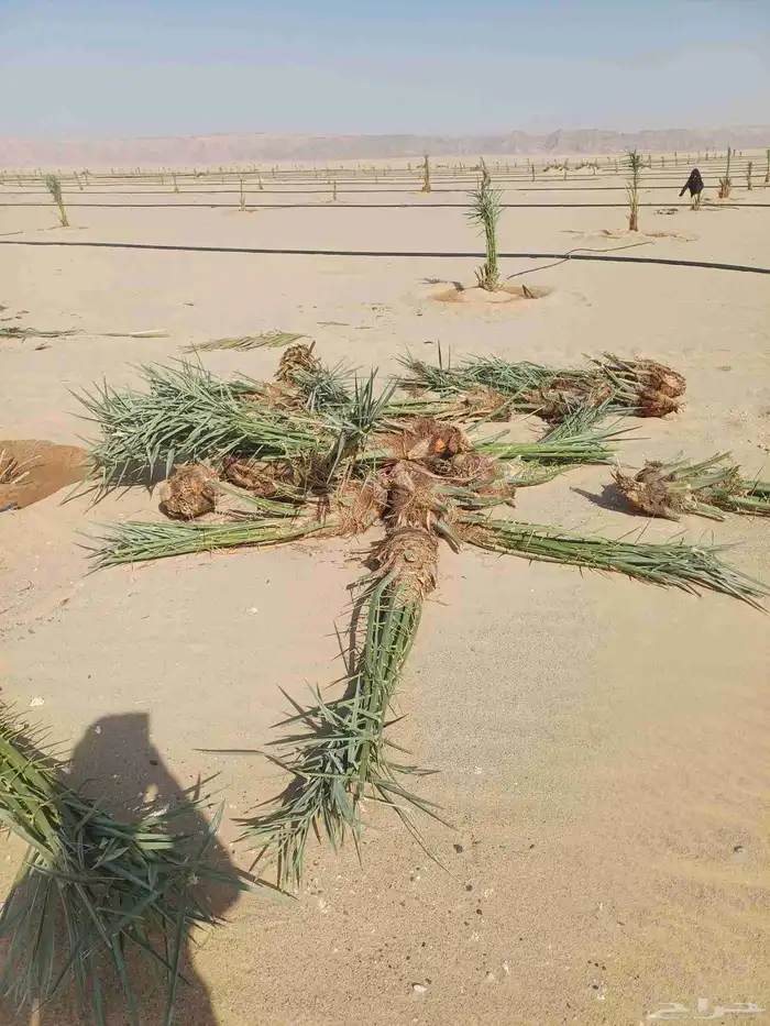 يوجد لدينا فسايل نخيل خلاص حساء ونقوم بقشع وغرس الفسايل 2