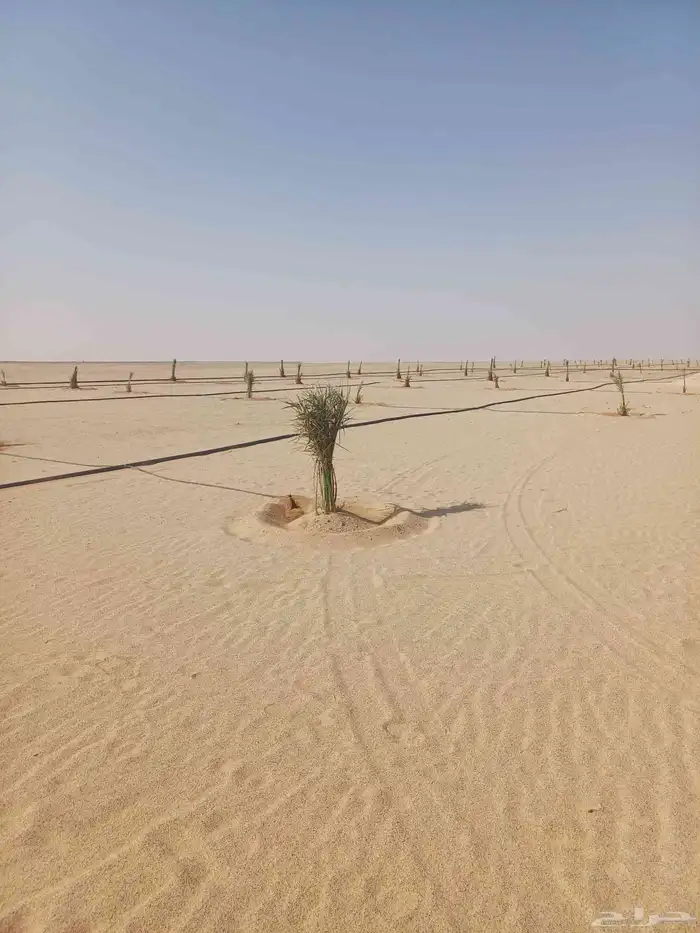 يوجد لدينا فسايل نخيل خلاص حساء ونقوم بقشع وغرس الفسايل 7