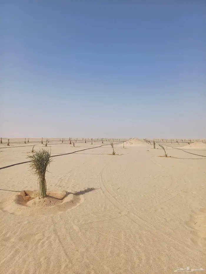 يوجد لدينا فسايل نخيل خلاص حساء ونقوم بقشع وغرس الفسايل 6