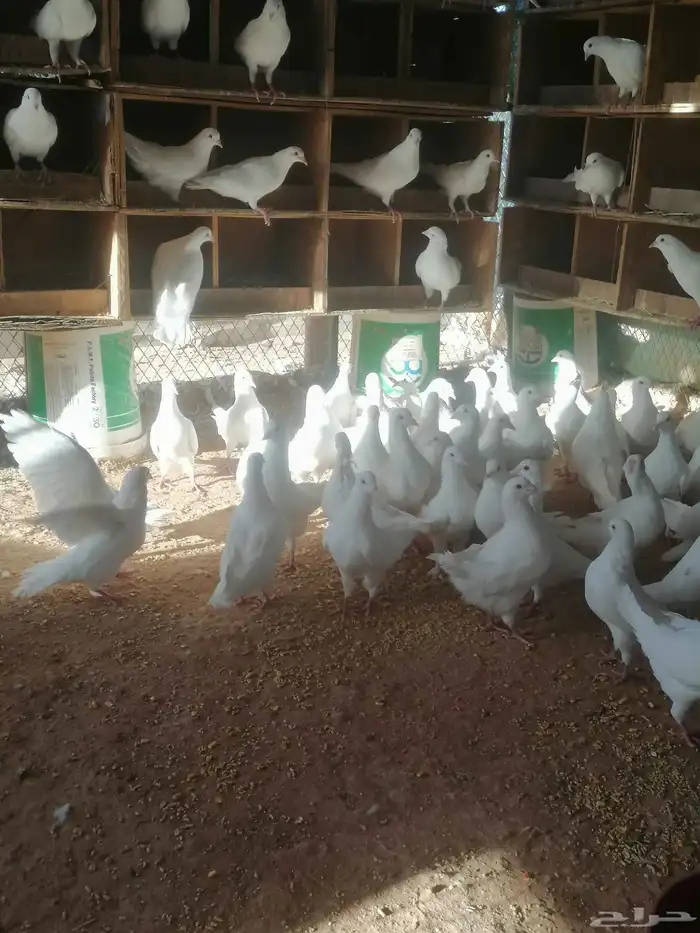 حمام فرنسي ابيض 5