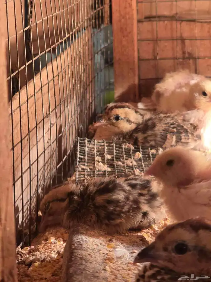 للبيع فروخ حجل الفرانكلين يلونيك(تم البيع) 1