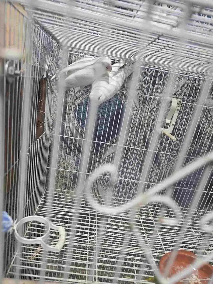 Albino Rose Ringneck Parakeet 4 chicks 1