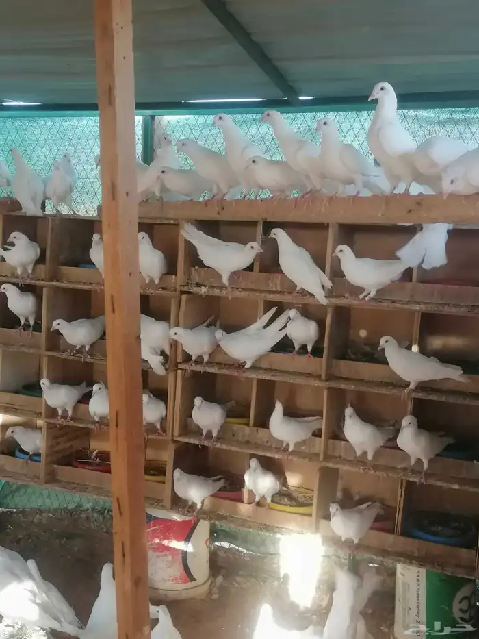 حمام فرنسي ابيض 2