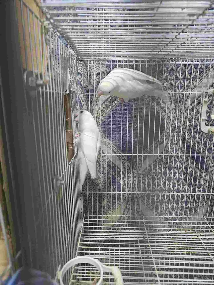 Albino Rose Ringneck Parakeet 4 chicks 0